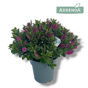 Hebe Donna Pink P15 Addenda®