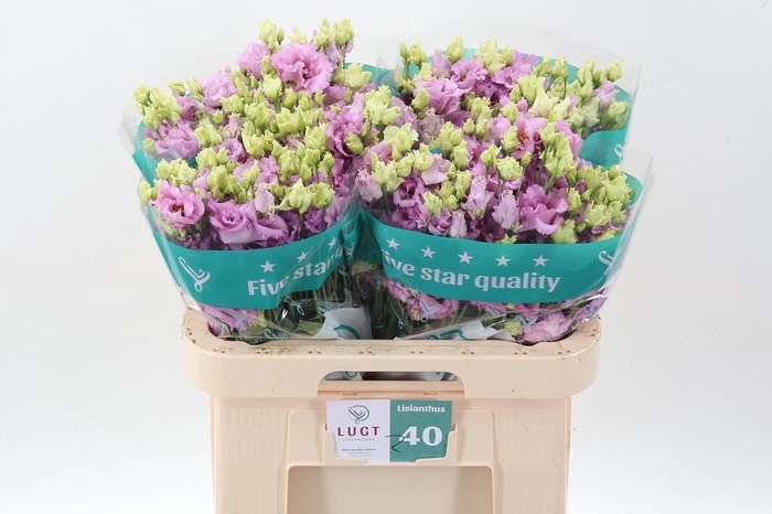 <h4>Eus G Julius Grape</h4>