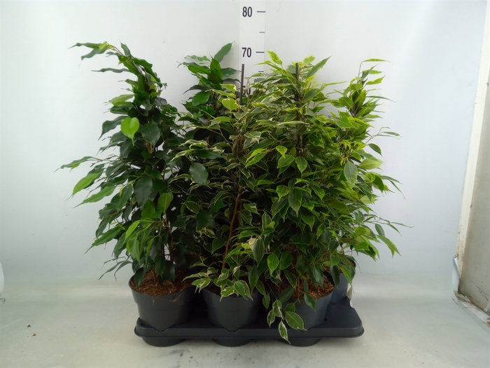 <h4>Ficus benja.   ...mix</h4>