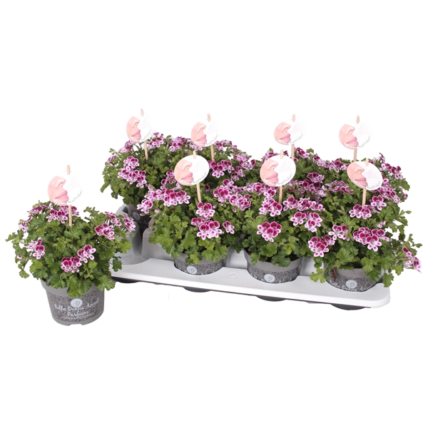 <h4>Pelg. Angel Parfum Nova 12cm</h4>