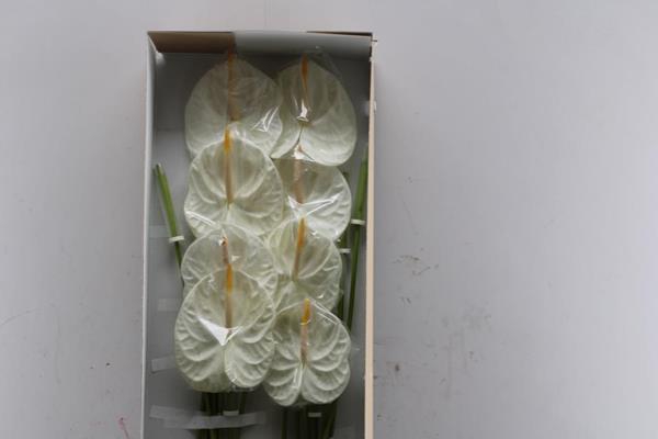 <h4>Anth A Acropolis X 16</h4>