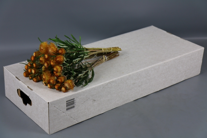 <h4>Banksia Dryandra</h4>