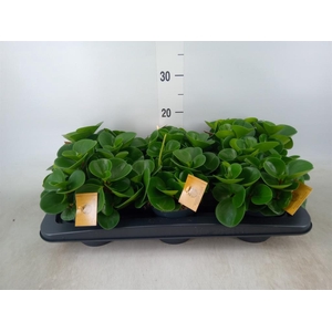 Peperomia obt. 'Green Gold'