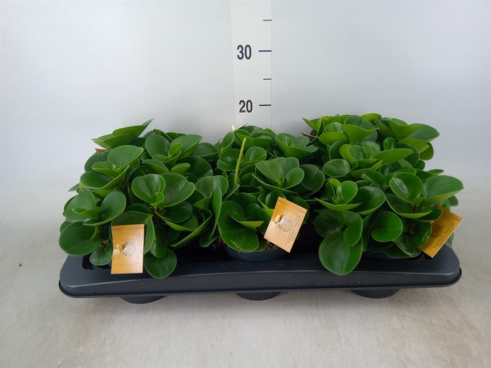 <h4>Peperomia obt. 'Green Gold'</h4>