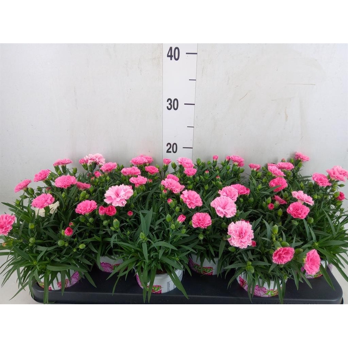 <h4>Dianthus  'I Love U'</h4>