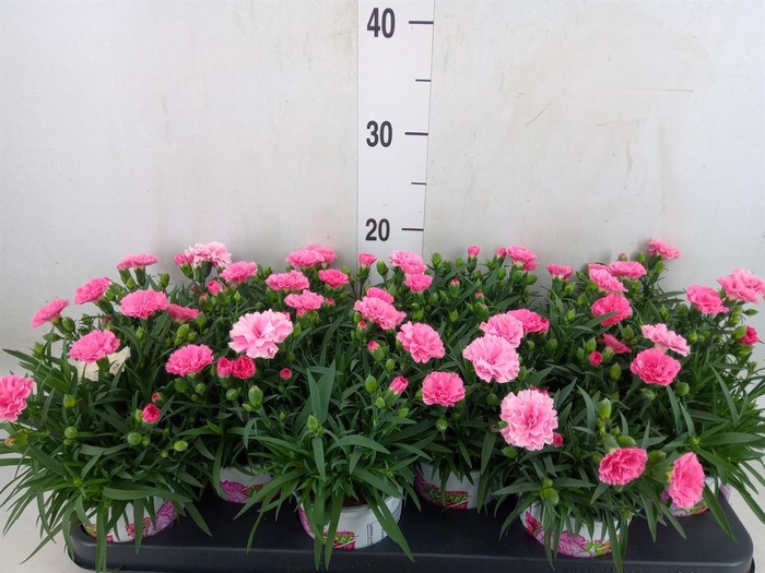 <h4>Dianthus  'I Love U'</h4>