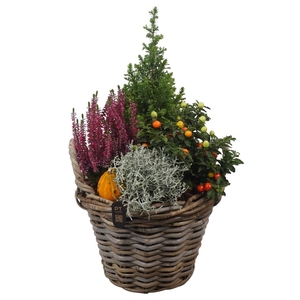Arr.   Tuinplanten H%