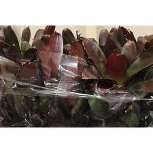 BROMELIA IMPERIAL P27 VERMELHO