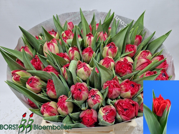 <h4>TU DU CASHBACK</h4>