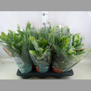 Phlebodium aureum 'Blue Star'