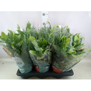 Phlebodium aureum 'Blue Star'