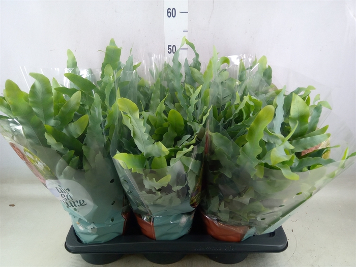 <h4>Phlebodium aureum 'Blue Star'</h4>