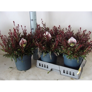 Gaura lindheimeri 'Gaudi Rose'