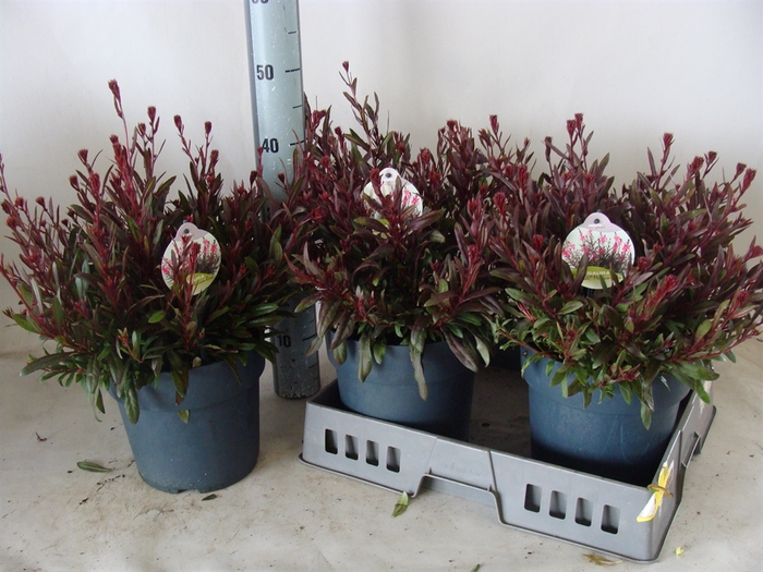 <h4>Gaura lindheimeri 'Gaudi Rose'</h4>
