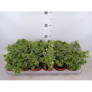 Hedera helix 'White Ripple'