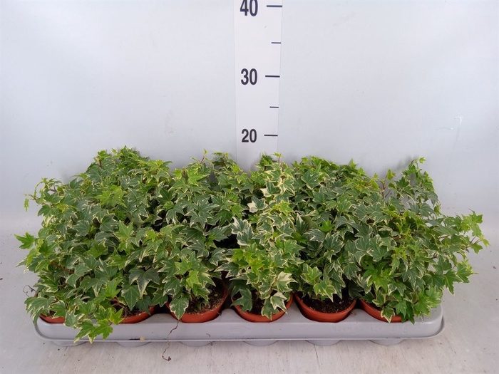 <h4>Hedera helix 'White Ripple'</h4>