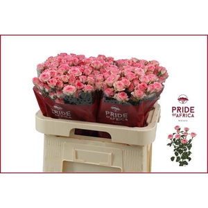 Rosa spray tralala