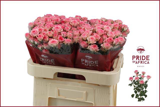 <h4>Rosa spray tralala</h4>
