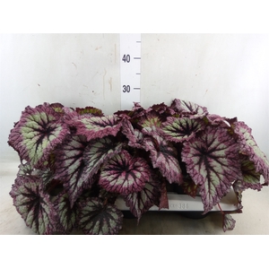 Begonia BD   ...