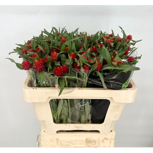 Gomphrena Globosa Strawberry Fields