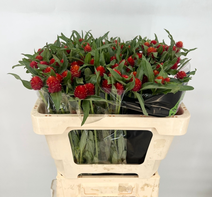 <h4>Gomphrena Globosa Strawberry Fields</h4>