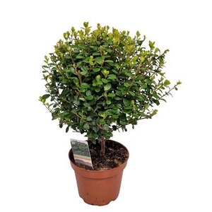 Myrsine Africana Stem