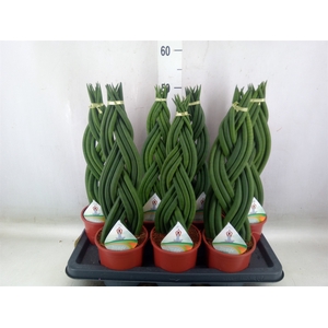 Sansevieria cyl.  ...