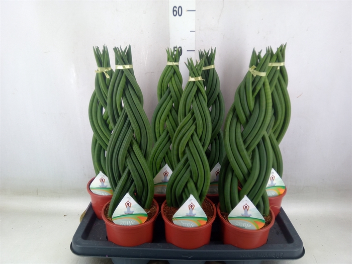 <h4>Sansevieria cyl.  ...</h4>