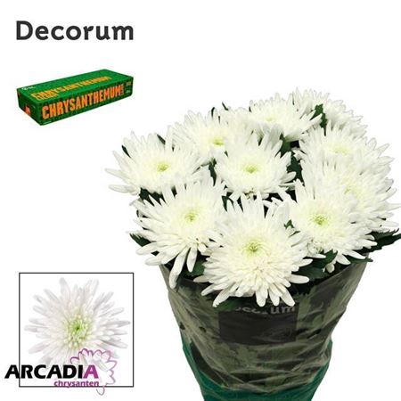 <h4>Chrysanthemum (Indicum Grp) eboutonné Topspin</h4>