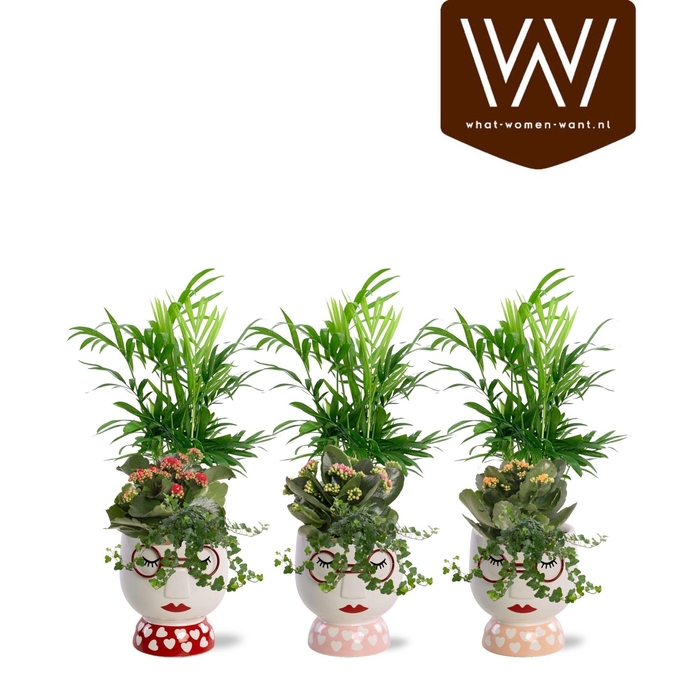 <h4>Collectie "Sympathetic Moods" - Arrangement in pot Steffie</h4>