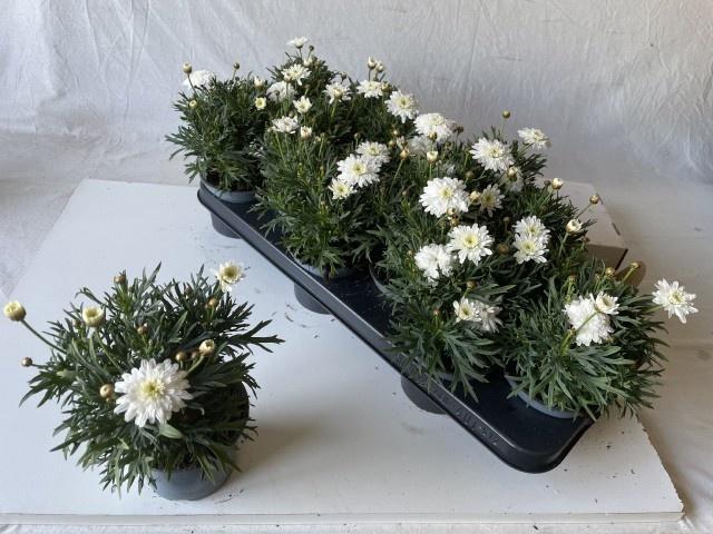 <h4>ARG MAD WHITE</h4>