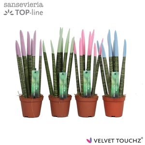Sansevieria VELVET TOUCHZ® Pastel mix