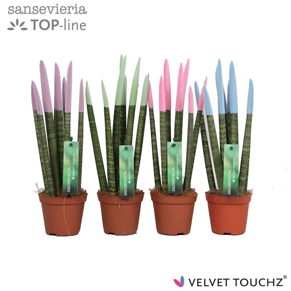 <h4>Sansevieria VELVET TOUCHZ® Pastel mix</h4>