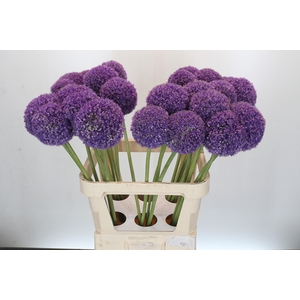 Allium Giganteum