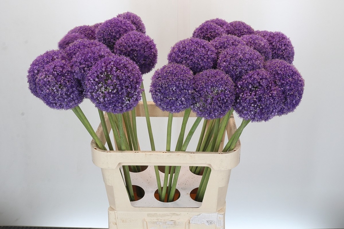 <h4>Allium Giganteum</h4>
