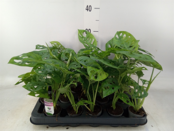 <h4>Monstera obliqua 'Monkey Mask'</h4>