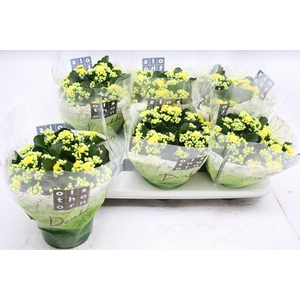 Kalanchoe blossfeldiana Piaff