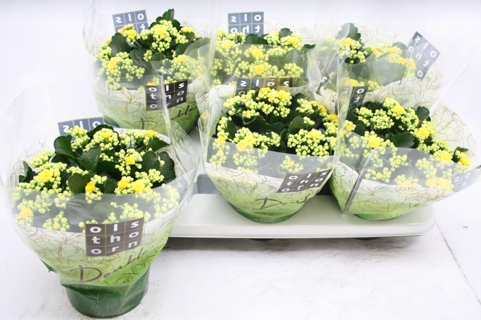 <h4>Kalanchoe blossfeldiana Piaff</h4>