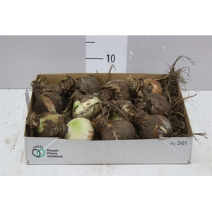 Hippeastrum Rood 32cm