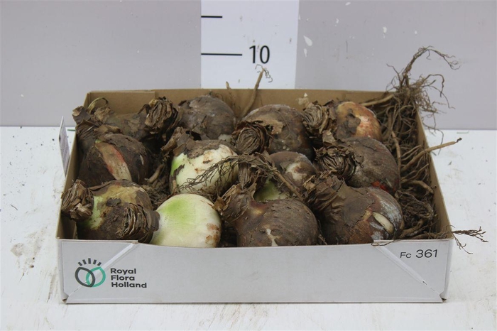 <h4>Hippeastrum Rood 32cm</h4>