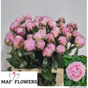 PAEO L SARA BERNHARD