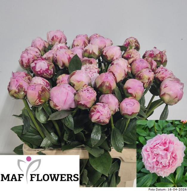 <h4>PAEO L SARA BERNHARD</h4>