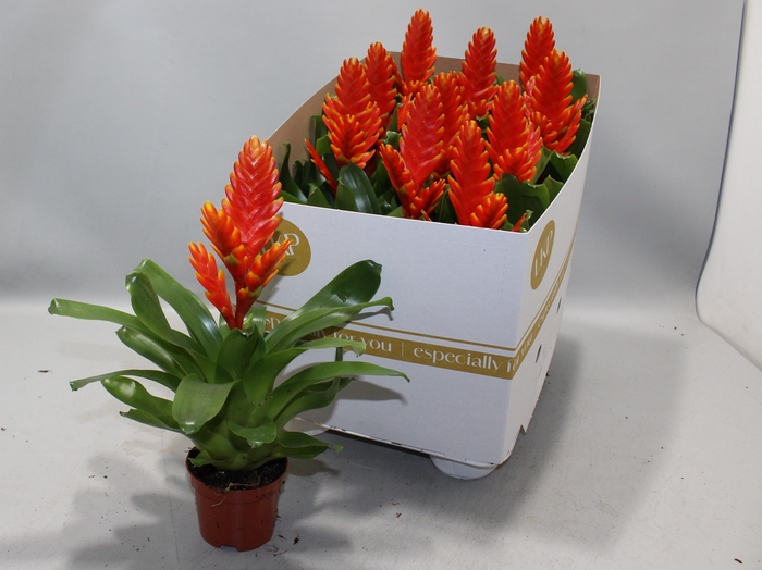 <h4>VRIES SPARKLE</h4>