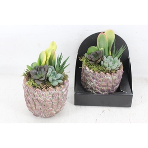 arr3 AD - Steen Rocco