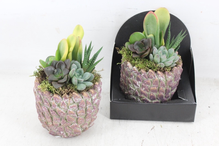 <h4>arr3 AD - Steen Rocco</h4>