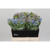 Oxypetalum Tweedia Blue
