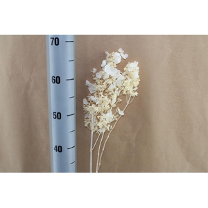 Japan Deco Hydr Noriutsugi White 2pcs