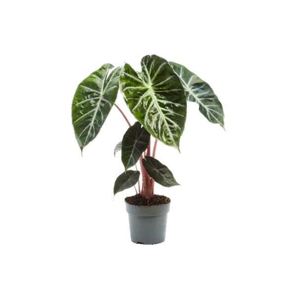 <h4>Alocasia Pink Dragon</h4>