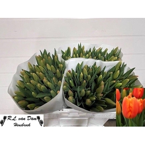 Tulipa si orange juice