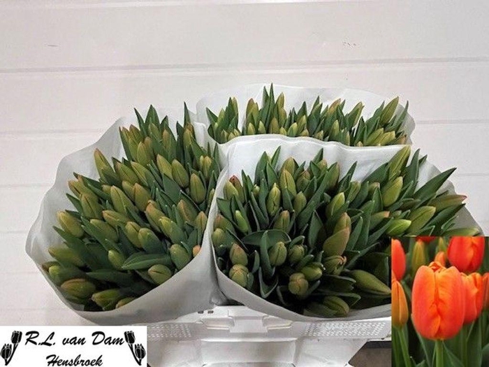 <h4>Tulipa si orange juice</h4>